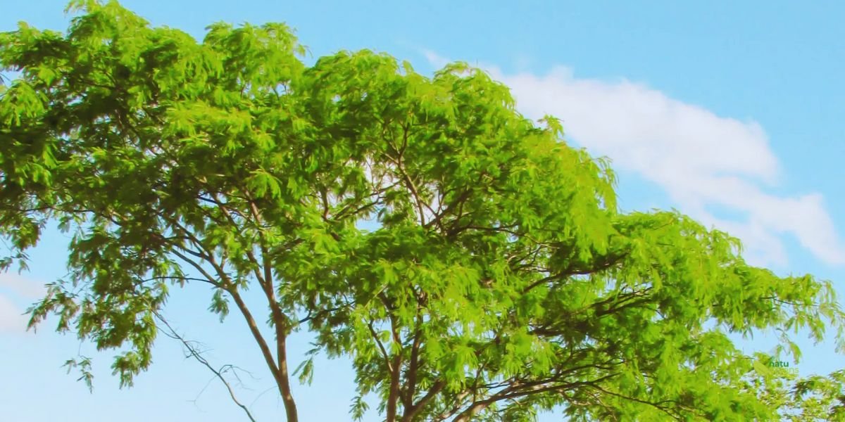 Angico Tree (Anadenanthera macrocarpa)