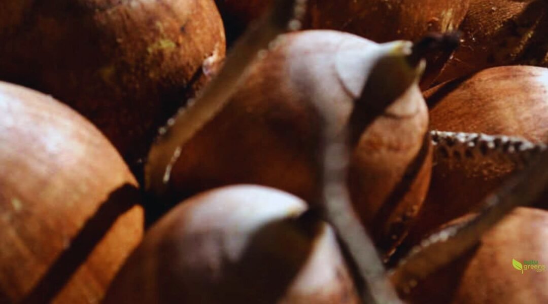 Babasú – Tesoro Natural de la Selva Brasileña