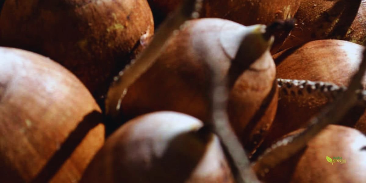Babassu - Babaçu - Babasú (Orbignya speciosa).