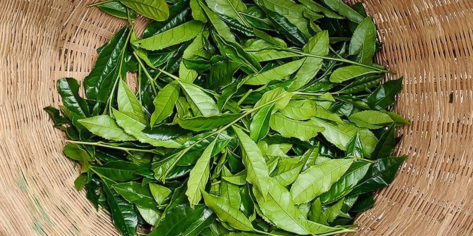 Foglie appena raccolte di tè verde (Camellia sinensis) in un cesto di bambù, con lamina ellittico-lanceolata e margine finemente seghettato.