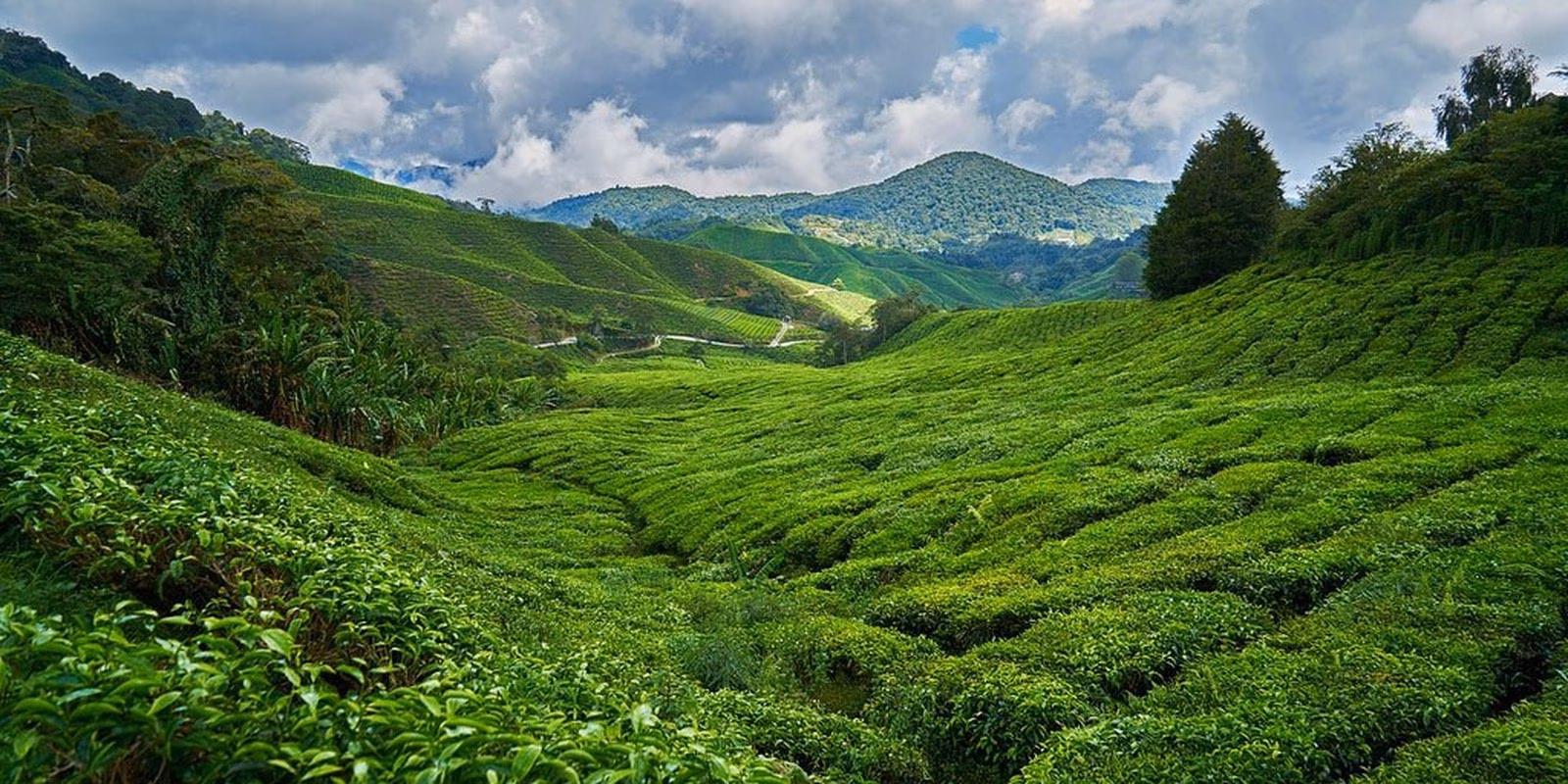 Piantagione commerciale di Camellia sinensis su un versante tropicale d'altura. La potatura di mantenimento conserva l'altezza di raccolta e induce la superficie continua di germogli detta piano di raccolta, su suoli acidi e ben drenati.