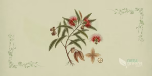 Cape Bushwillow (Combretum afrum)