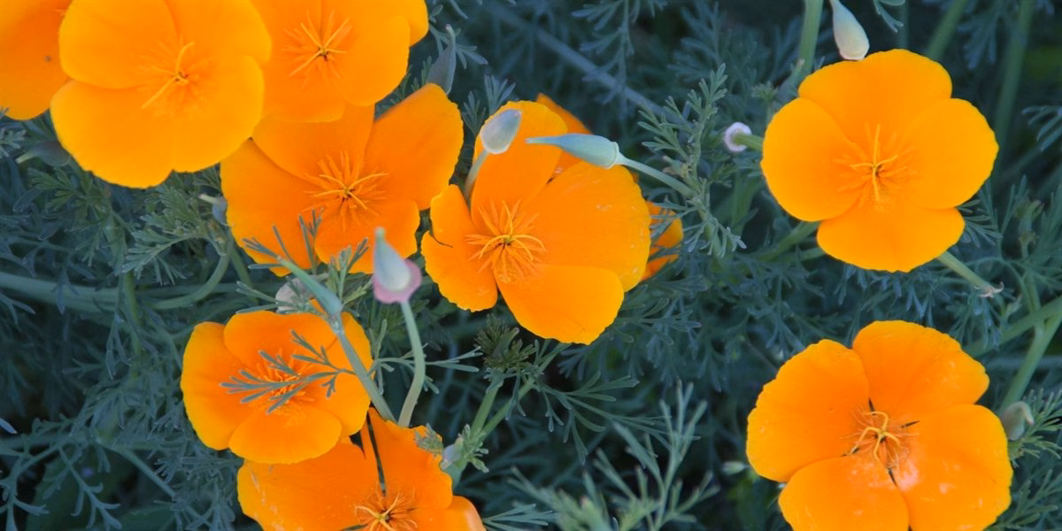 Einzeln stehende Blüten von Eschscholzia californica über dem bereiften, fein zerteilten Laub; an den noch geschlossenen Knospen ist die kegelförmige Kalyptra zu erkennen, die sich beim Aufblühen im Ganzen abhebt.