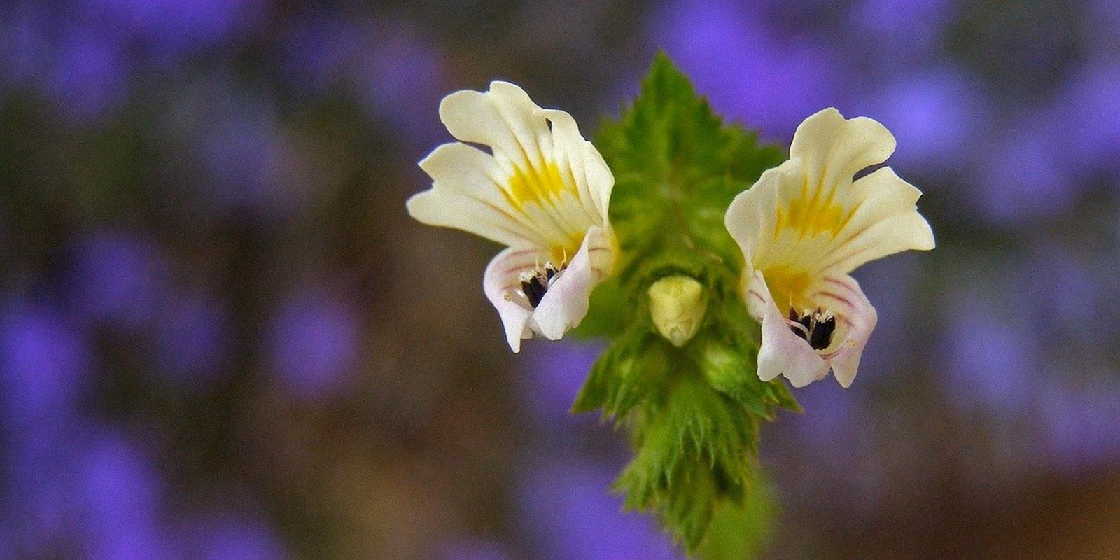 Dos flores de eufrasia abiertas, con las líneas púrpura del labio inferior dirigidas hacia la mancha amarilla de la garganta.