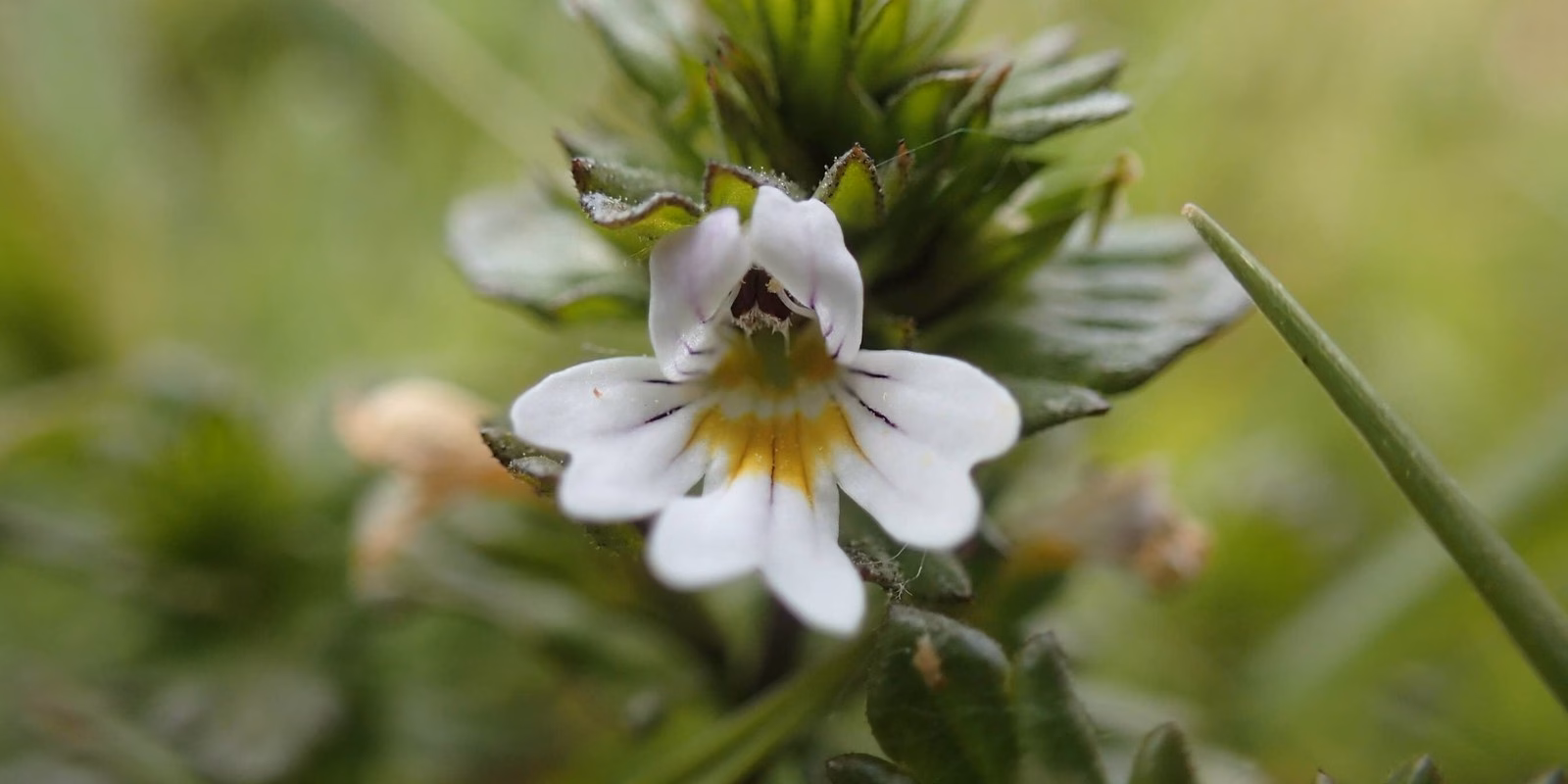 La eufrasia florece a ras de suelo, entreverada con las gramíneas de prado de las que extrae agua y sales minerales mediante los haustorios unidos a las raíces vecinas.