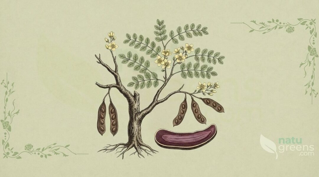 Pau-Campeche (Haematoxylum campechianum): Propriedades e Benefícios