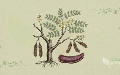 Pau-Campeche (Haematoxylum campechianum): Propriedades e Benefícios