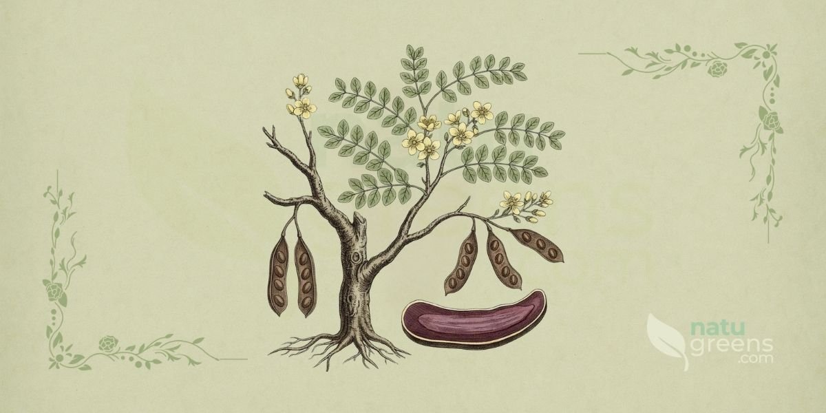 Ilustração botânica de Haematoxylum campechianum L. (pau-campeche, pau-de-tinta, logwood), árvore de pequeno a médio porte da família Fabaceae, nativa do sul do México, mostrando planta completa com folhas alternadas, flores amareladas e frutos em vagem, em estilo de enciclopédia botânica do século XIX sobre fundo de papel de herbário.