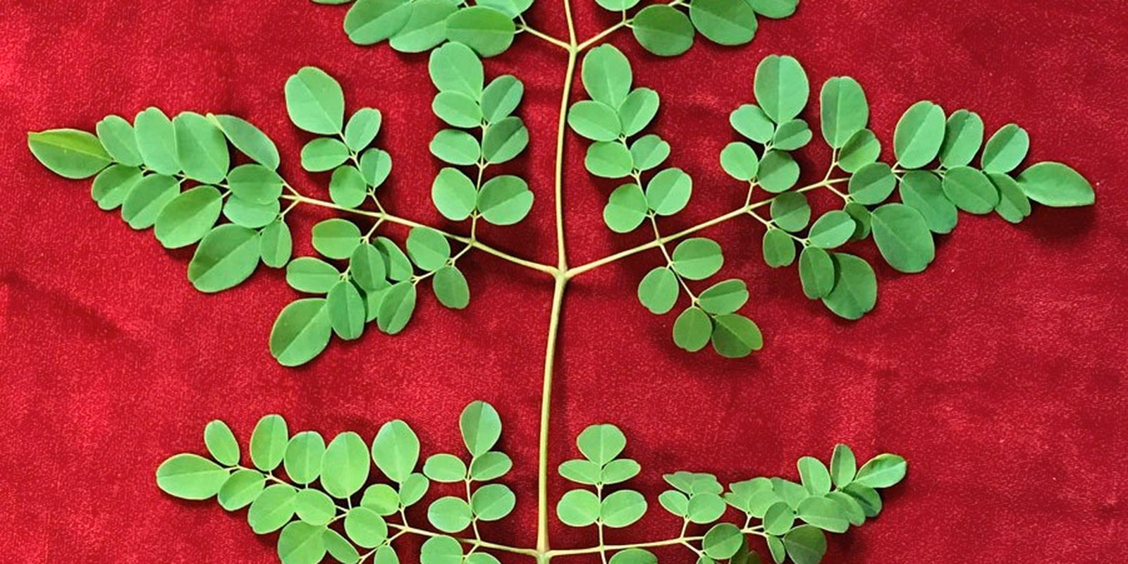 Drievoudig geveerd samengesteld blad van Moringa oleifera, met de omgekeerd eironde blaadjes paarsgewijs langs de veren.