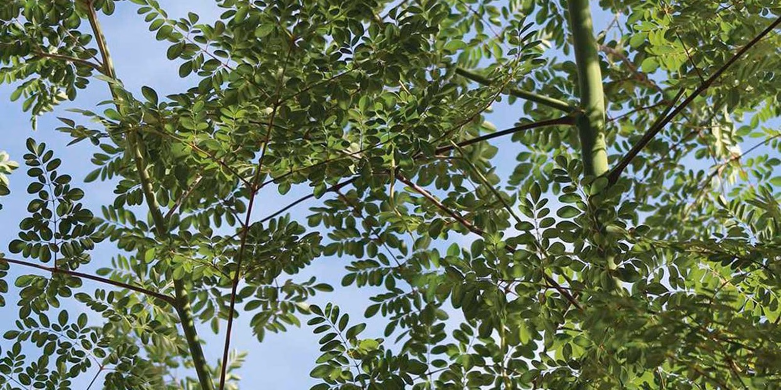 Nog groene doosvruchten die tussen het gebladerte van de kroon hangen, maanden voordat ze donker worden en openspringen.