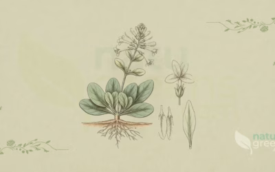 Sweet Sand-Verbena (Abronia fragrans): Properties and Uses