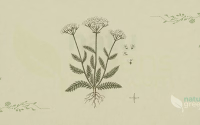 Yarrow (Achillea millefolium): Properties and Benefits