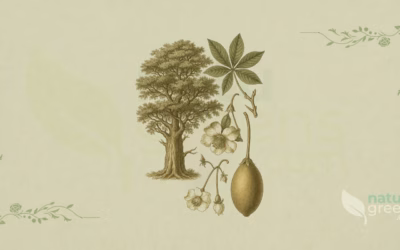 Baobab (Adansonia digitata): Properties and Benefits
