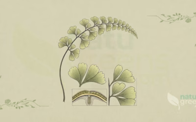 Adiantum capillus-veneris (Southern Maidenhair Fern): Profile