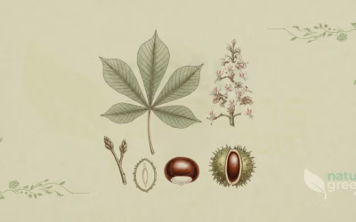 Horse Chestnut (Aesculus hippocastanum): Benefits and Uses