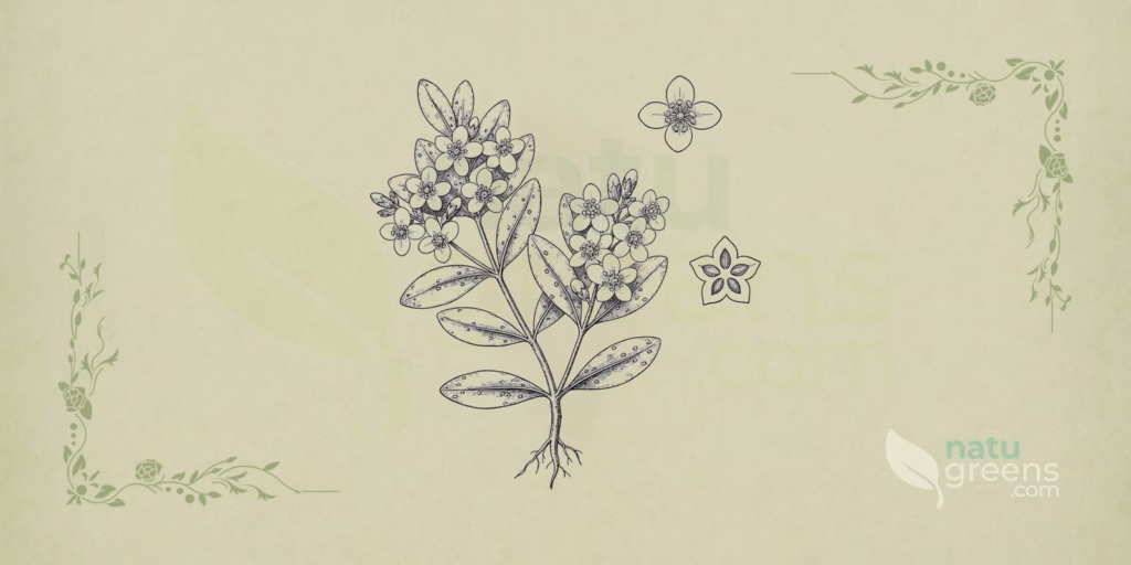 Buchu (Agathosma betulina): Properties and Benefits