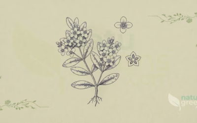 Buchu (Agathosma betulina): Properties and Benefits