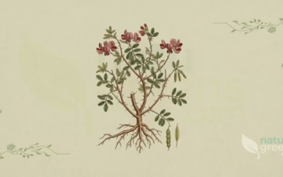 Camelthorn (Alhagi maurorum): Properties and Benefits