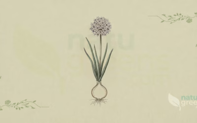 Onion (Allium cepa): Properties, Benefits and Uses