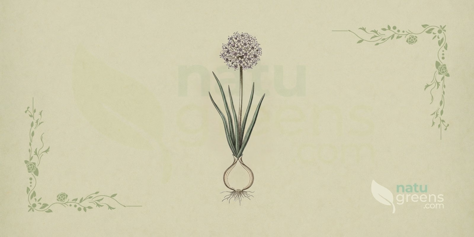 Onion (Allium cepa) in a botanical illustration highlighting the onion bulb with its concentric layers and dry tunics, the tubular leaves and the umbel-shaped inflorescence.