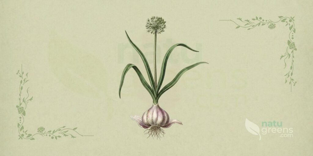 Knoblauch (Allium sativum): Eigenschaften und Vorteile