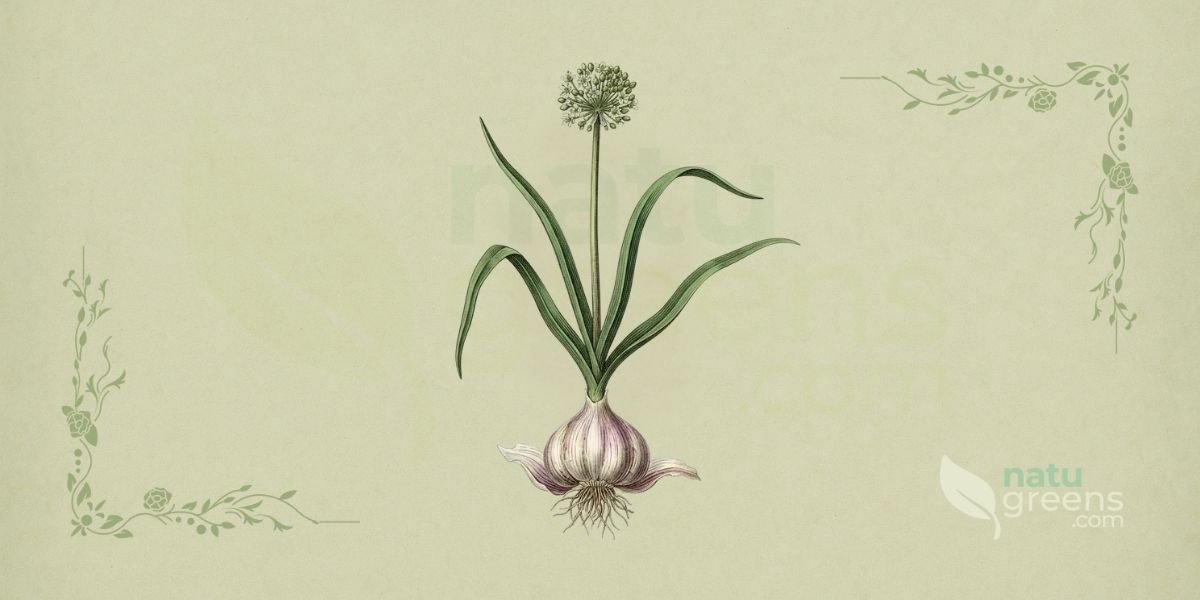 Ilustração botânica de Allium sativum L. (alho, alho-hortense, alho-manso), planta bulbosa perene da família Amaryllidaceae, cultivada há milénios, mostrando a planta completa com bulbo subterrâneo composto por dentes, folhas lineares e flores brancas ou rosadas em umbela, em estilo de enciclopédia botânica do século XIX sobre fundo de papel de herbário.