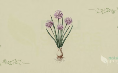 Chives (Allium schoenoprasum): Properties and Benefits