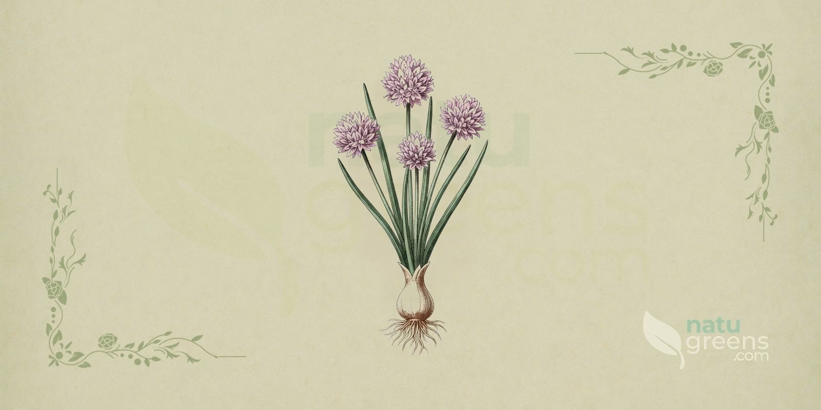 Chives (Allium schoenoprasum) in a botanical illustration showing the clump of thin tubular leaves and the lilac flowers of chives gathered in globe-shaped umbels, typical of the Amaryllidaceae family.