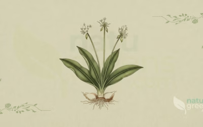 Wild Garlic (Allium ursinum): Properties and Benefits