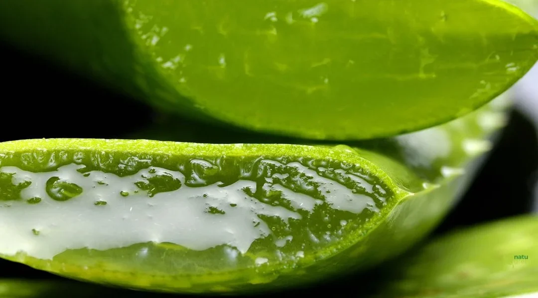 Aloe Vera – Usos, Beneficios y Cuidados Esenciales
