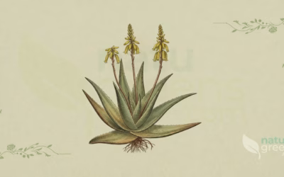Aloe vera (True Aloe): Complete Botanical Profile