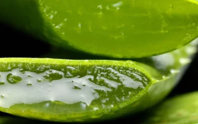 Aloe Vera – Anwendungen, Vorteile und Wesentliche Pflege