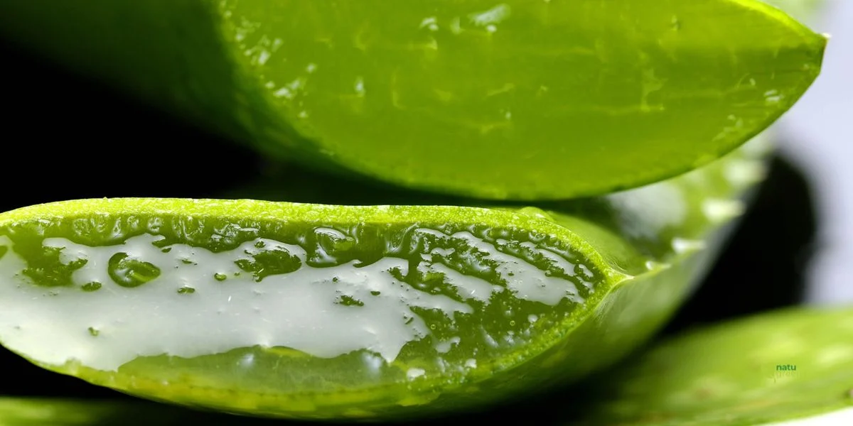 Aloe vera