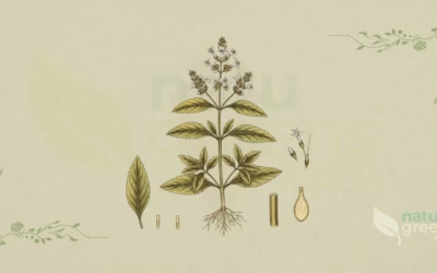 Aloysia citrodora (Lemon Verbena): Complete Botanical Profile
