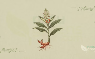 Alpinia galanga (Stor galanga): egenskaber og fordele