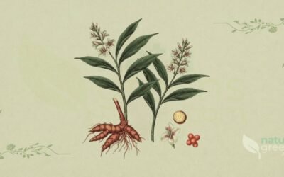 Galanga-Menor (Alpinia officinarum): Propriedades e Benefícios