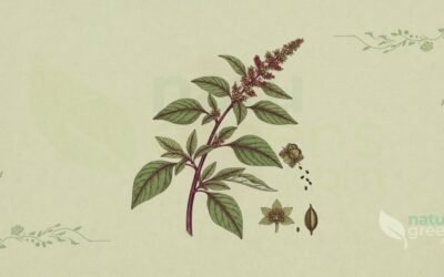 Caruru (Amaranthus blitum): Propriedades e Benefícios