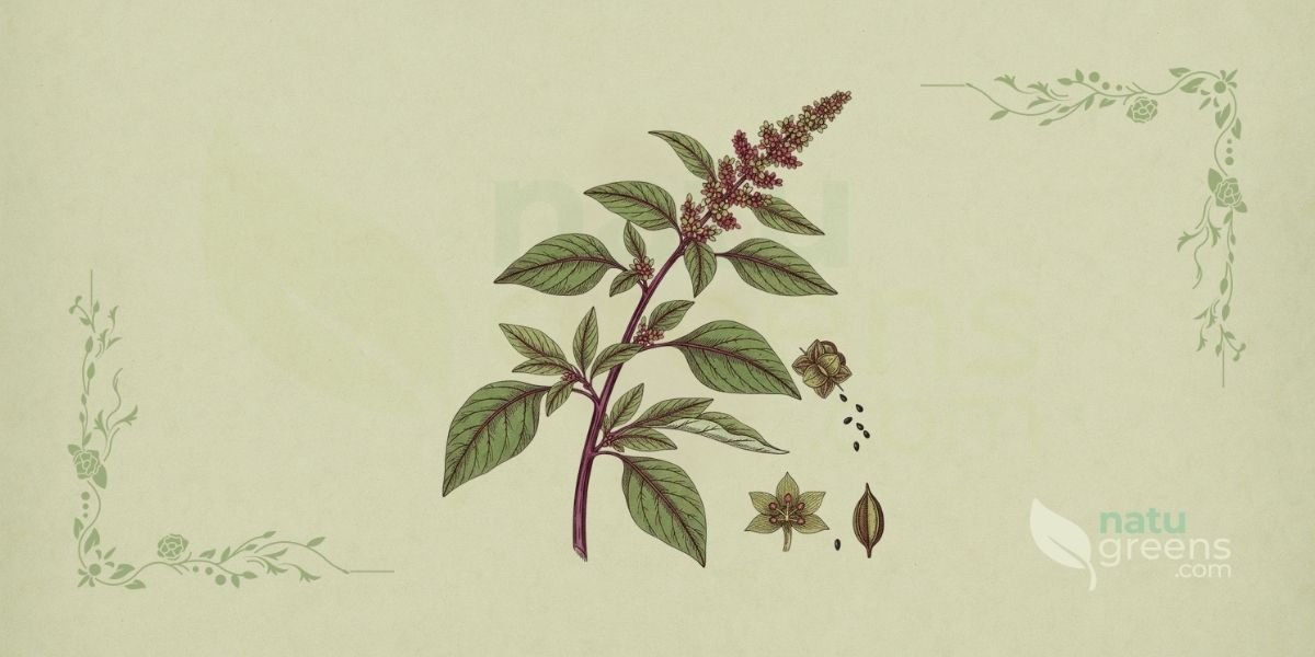 Ilustração botânica de Amaranthus blitum L. (caruru, beldro, bredo), erva anual da família Amaranthaceae descrita por Carolus Linnaeus em 1753, nativa de regiões tropicais e temperadas, mostrando planta completa com folhas ovais a lanceoladas, inflorescências densas de flores pequenas, caule ramificado e sistema radicular, em estilo de enciclopédia botânica do século XIX sobre fundo de papel de herbário com tonalidade verde-sálvia.
