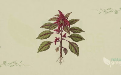 Red Amaranth (Amaranthus cruentus): Properties and Benefits