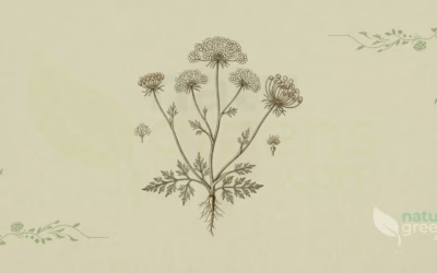 Khella (Ammi visnaga): Properties and Benefits