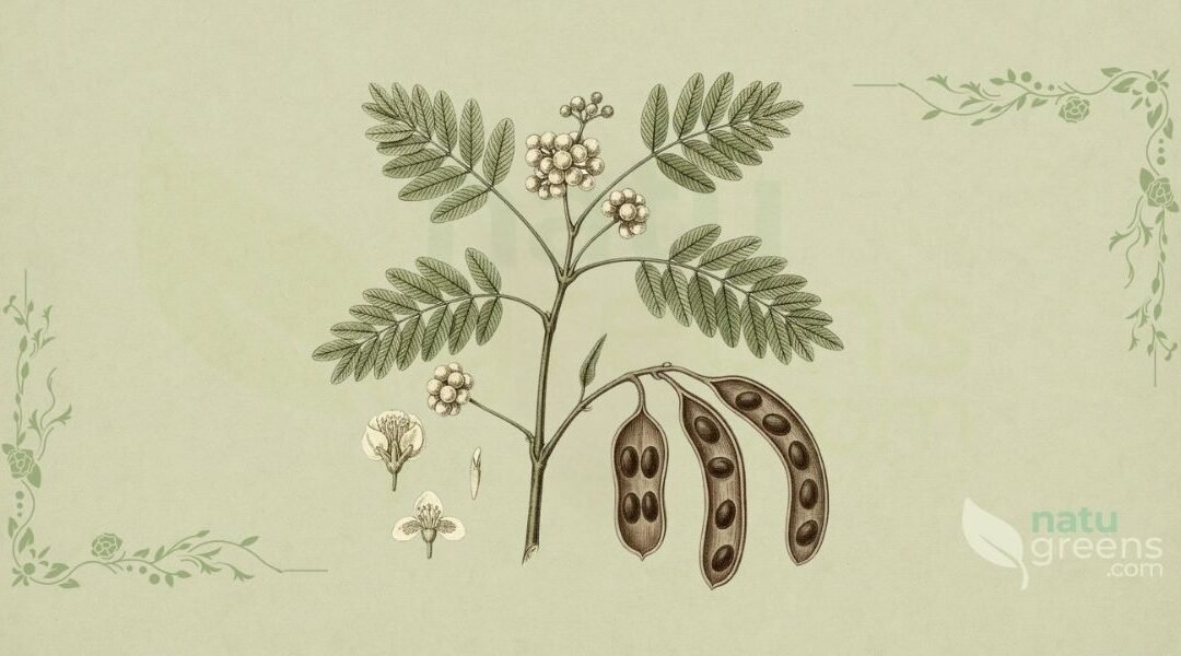 Angico (Anadenanthera colubrina): Propriedades e Benefícios