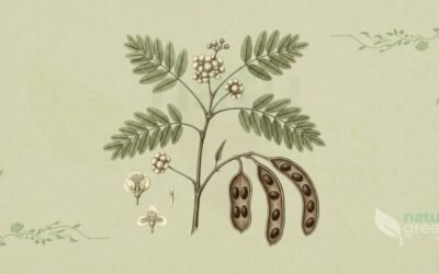 Angico (Anadenanthera colubrina): Propriedades e Benefícios