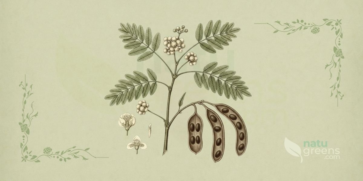 Ilustração botânica de Anadenanthera colubrina (Vell.) Brenan (angico, vilca, cebil), árvore da família Fabaceae, nativa da América do Sul, mostrando sementes planas e orbiculares de cor marrom brilhante, dispostas dentro de uma vagem alongada e plana, com detalhes da casca espinhosa e folhas bipinadas, em estilo de enciclopédia botânica do século XIX sobre fundo de papel de herbário.