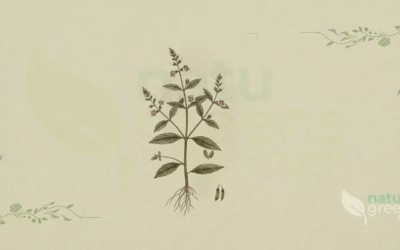 Andrographis (Andrographis paniculata): Benefits and Uses
