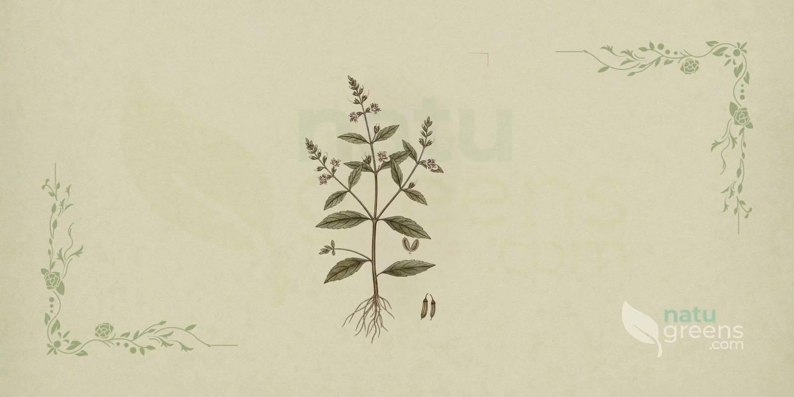 Andrographis (Andrographis paniculata) in a botanical illustration showing stems with opposite lance-shaped leaves and small white flowers, the typical look of andrographis, a bitter herb of the Acanthaceae family.