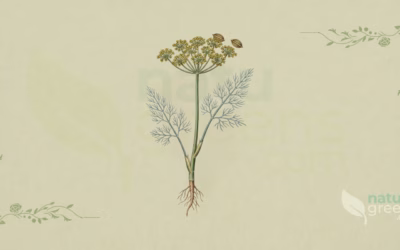 Dill (Anethum graveolens): Properties and Benefits
