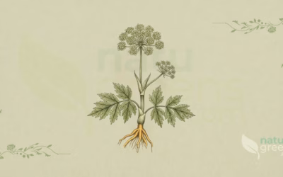 Angelica archangelica (Kvan): egenskaber og fordele