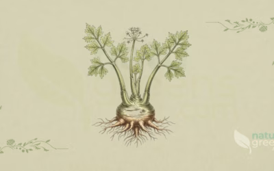 Celery (Apium graveolens): Properties and Benefits