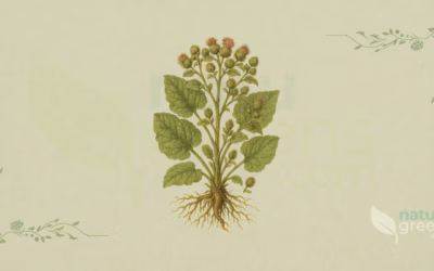 Burdock (Arctium lappa): Properties and Benefits