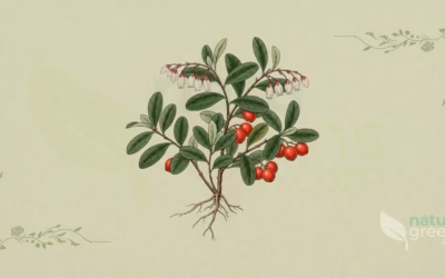 Bearberry (Arctostaphylos uva-ursi): Benefits and Uses